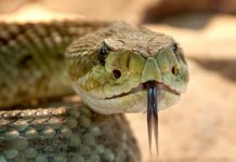 Study finds need for producing region-wise antivenom for snakebite