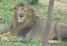 LaCONES-CCMB releases guidelines for COVID-19 testing in zoo animals LaCONES-CCMB releases guidelines for COVID-19 testing in zoo animals