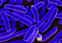 Study could help beat multi-drug resistance Study could help beat multi-drug resistance