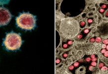 India and Sri Lanka to work together on SARS-CoV-2 India and Sri Lanka to work together on SARS-CoV-2