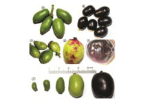 Researchers study egg-laying behaviour of wasps for designing specific pest control measures Researchers study egg-laying behaviour of wasps for designing specific pest control measures