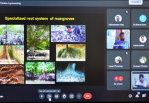 Mangroves under threat from growing human activities Mangroves under threat from growing human activities