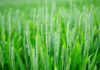 Study establishes relevance of traditional knowledge for agricultural sustainability Study establishes relevance of traditional knowledge for agricultural sustainability