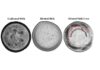New method for detecting adulterants in milk New method for detecting adulterants in milk