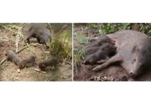 Saving endangered animals from extinction Saving endangered animals from extinction