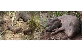 Saving endangered animals from extinction Saving endangered animals from extinction