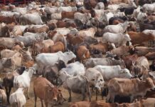 South India’s biggest Goushala, Satyam Shivam Sundaram GauNivas organised Annakut Celebrations on Sunday South India’s biggest Goushala Satyam Shivam Sundaram Gau Nivas organised Annakut Celebrations on Sunday