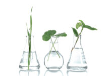 LANXESS Flavors & Fragrances: Sustainable alternative for every product by the end of 2023 LANXESS Flavors & Fragrances: Sustainable alternative for every product by the end of 2023