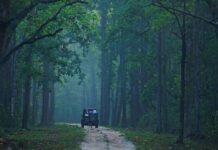 Exploring the Wild Wonders: Madhya Pradesh’s Top National Parks Unveiled Madhya Pradesh, Seven National Parks in Madhya Pradesh, Madhya Pradesh's Top National Parks,