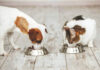 Mastering the Complex World of Pet Nutrition: Why an Animal Nutritionist is Essential