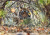 Beyond Ranthambore: Madhya Pradesh’s Quiet Wildlife Tourism Boom