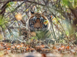 Beyond Ranthambore: Madhya Pradesh’s Quiet Wildlife Tourism Boom